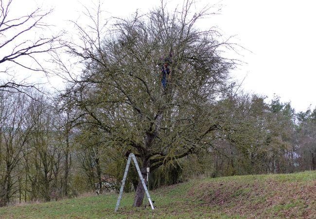 Baumpflege im Herbst