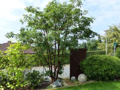 Gartengehölz im Frühling