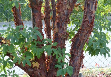 Baum mit blätternder Rinde