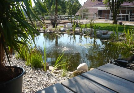 Gartenteich mit Begrünung