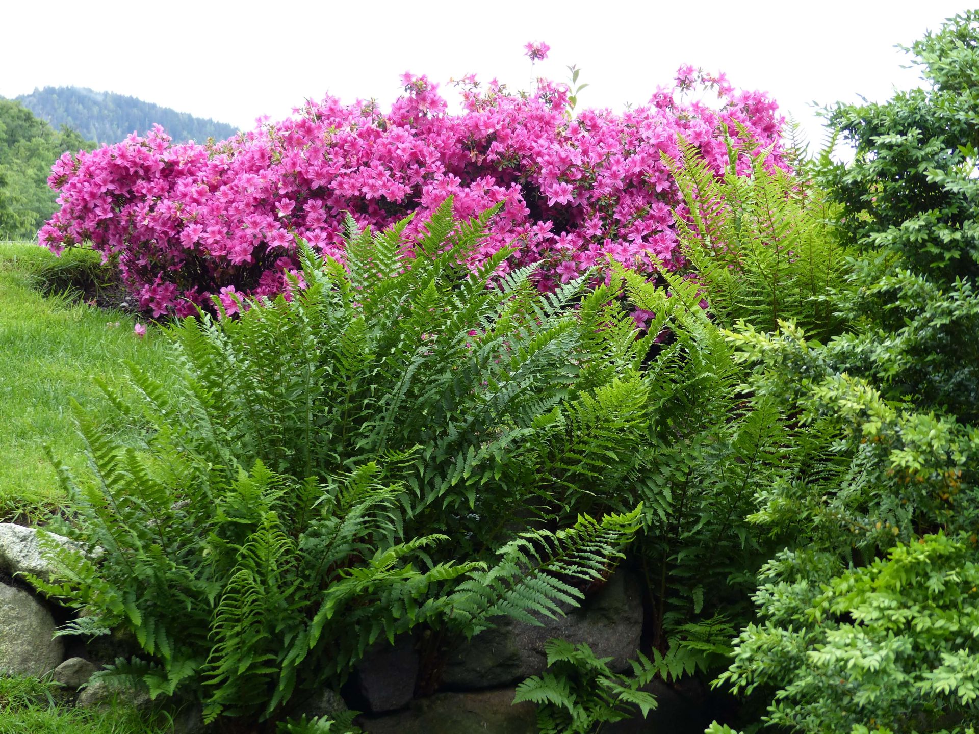 Farn und Blumengebüsche im Garten