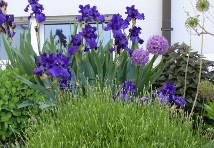 Lila und Violette Blumen