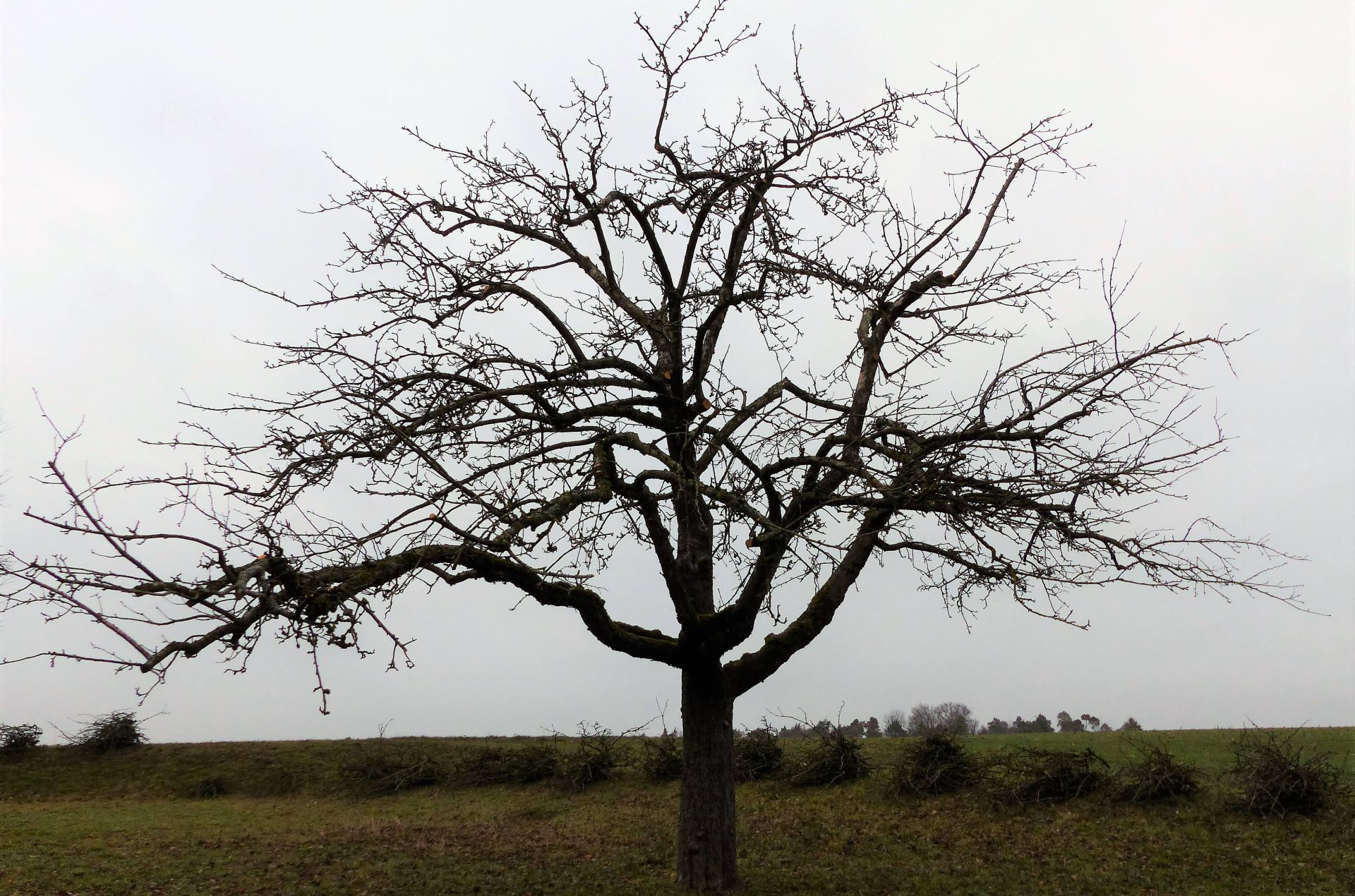 Blätterloser Baum im Herbst