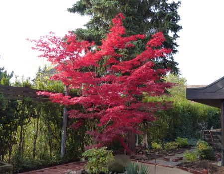 Gepflegter Baum mit roten Blättern